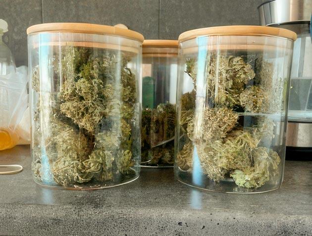 Сбор урожая и сушка марихуаны Харвест Dark Phoenix на 21 неделе