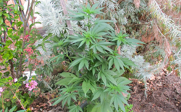 Каннабис ростом 90 см