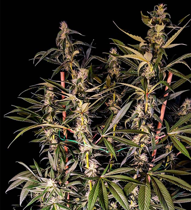 Sweet Cherry Pie как вырастить