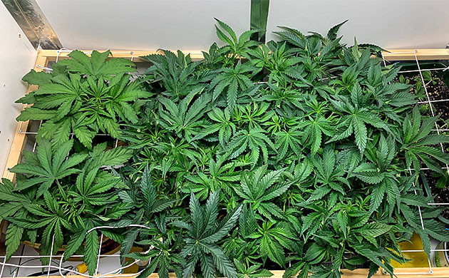 Цветение куста Pineapple Chunk