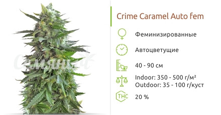 Crime Caramel Auto от сидбанка Семяныч