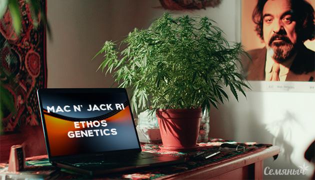 Гроурепорт сорта Mac n’ Jack R1 от Ethos Genetics