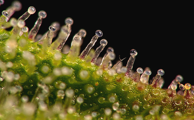 Смола, образуемая трихомами каннабиса