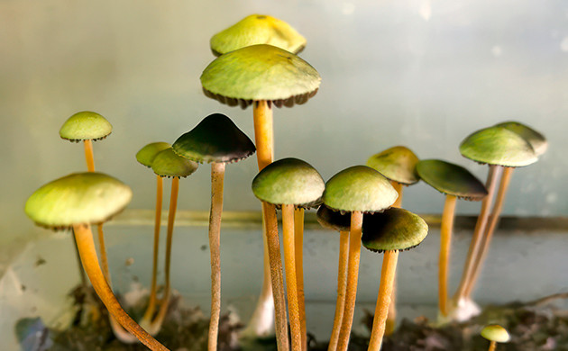 Грибы на Дзаги