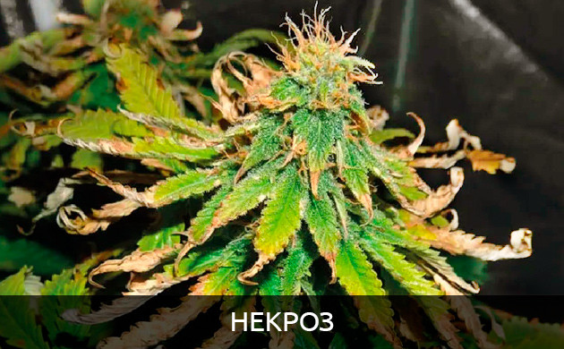 Проблема с листьями из-за грунта