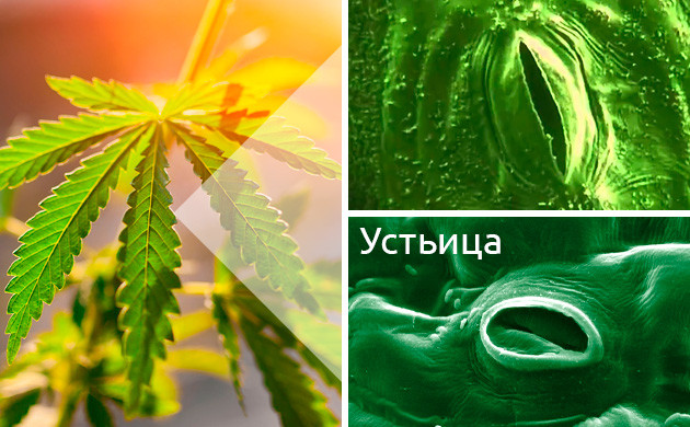 Устьица на конопле