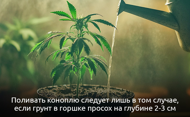 Неправильный полив