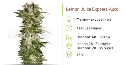 Lemon Juice Express Auto fem от Humboldt Seeds