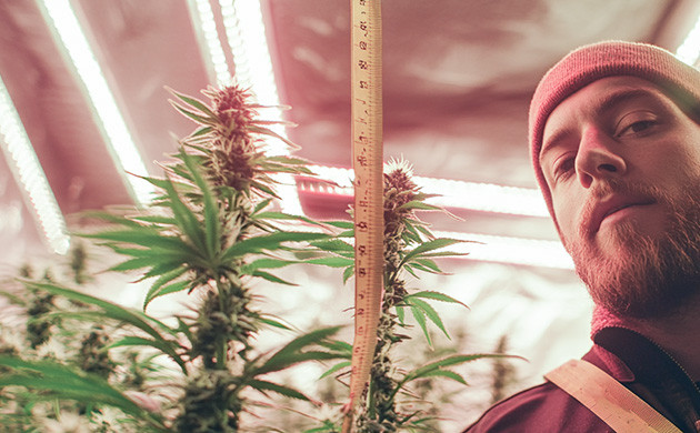 Оптимизация света для роста