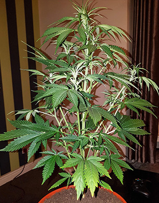 Куст марихуаны Crime Caramel Auto ростом 60 см