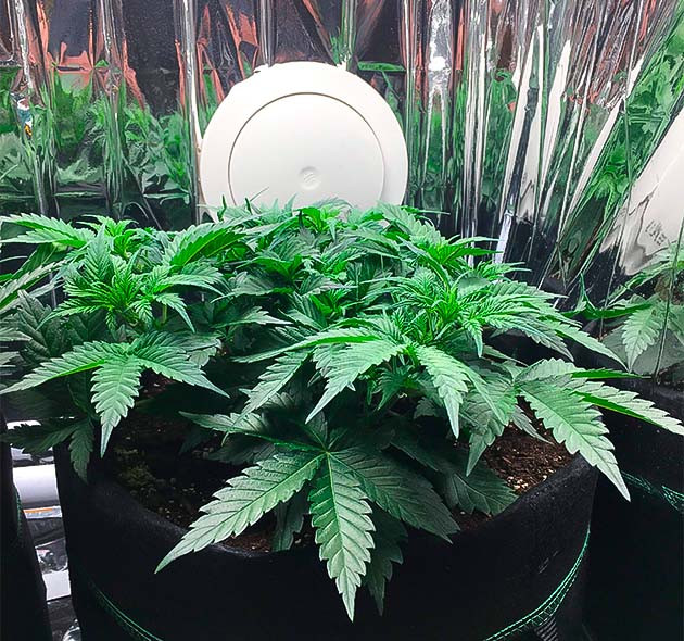 Куст Gelato Auto на 5 неделе роста