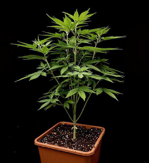 Куст Tropicana Cookies FF от FastBuds на 5 неделе