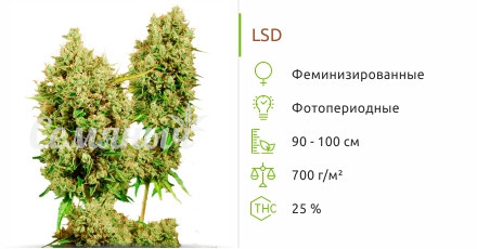 LSD от Barney’s Farm