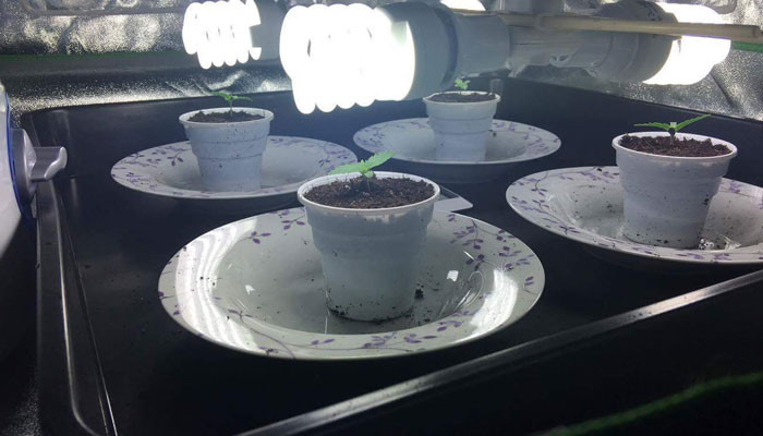 Ростки Jack 47 auto