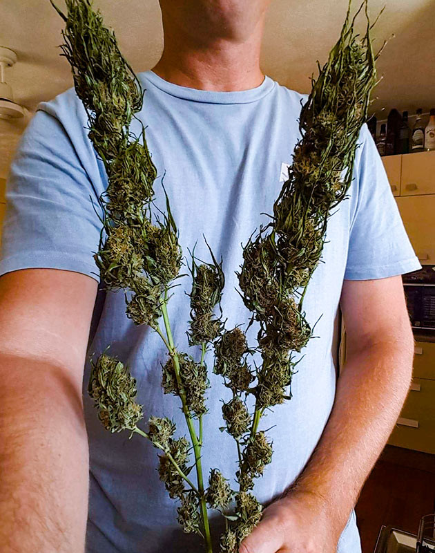 Сбор урожай с куста Pineapple Chunk