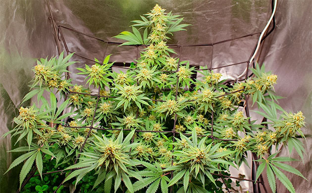 Предхарвест кустов Sugar Bomb Punch