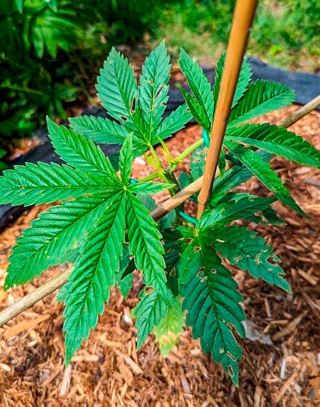 Куст Gorilla Cookies FF на 4-5 неделе выращивания