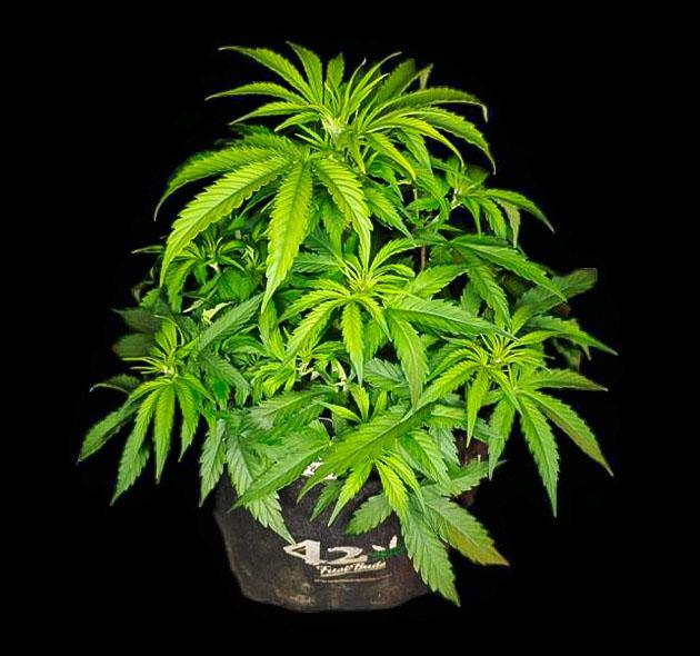 Куст Z-Up Auto от FastBuds на 2 неделе