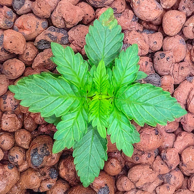 Растишка Bruce Banner #3 от Herbies Seeds на 3 неделе