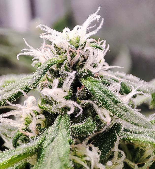 Уровень смолистости и аромат «Гориллы»