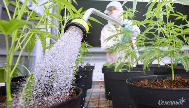 Полив в аутдоре