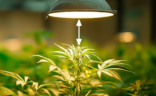 Расстояние до лампы и ватт на квадратный метр