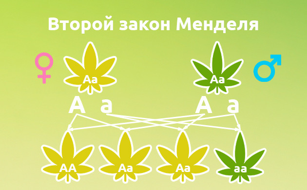 Закон расщепления Менделя