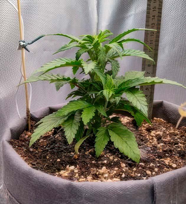 Растишка +Speed Auto на стадии вегетации