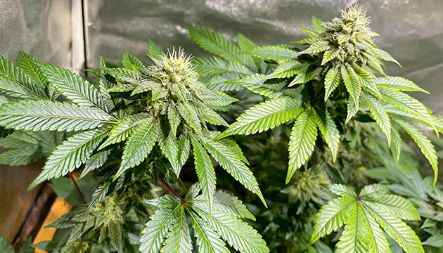 Две колы каннабиса