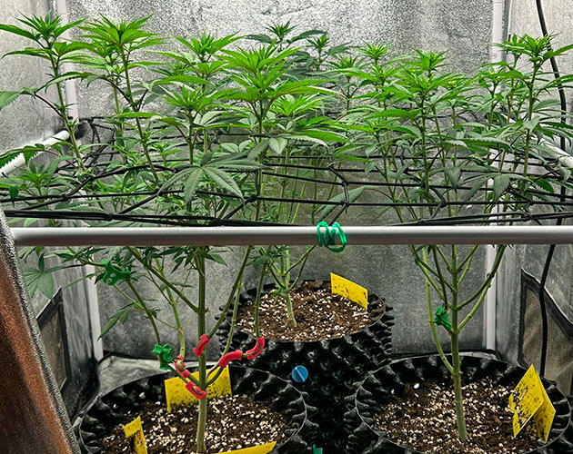 Марихуана на 8 неделе роста