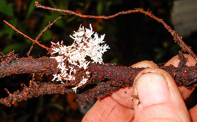 Роль микоризных грибов в питании каннабиса