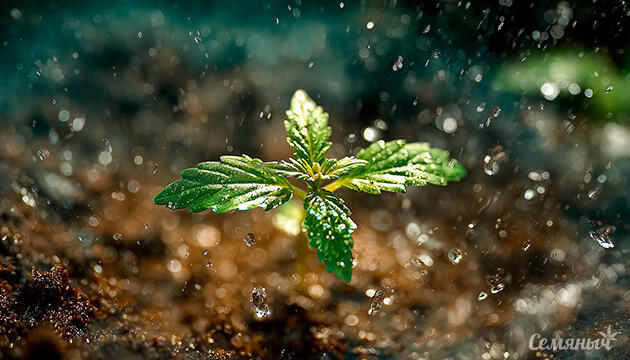 Как правильно поливать марихуаны в аутдоре