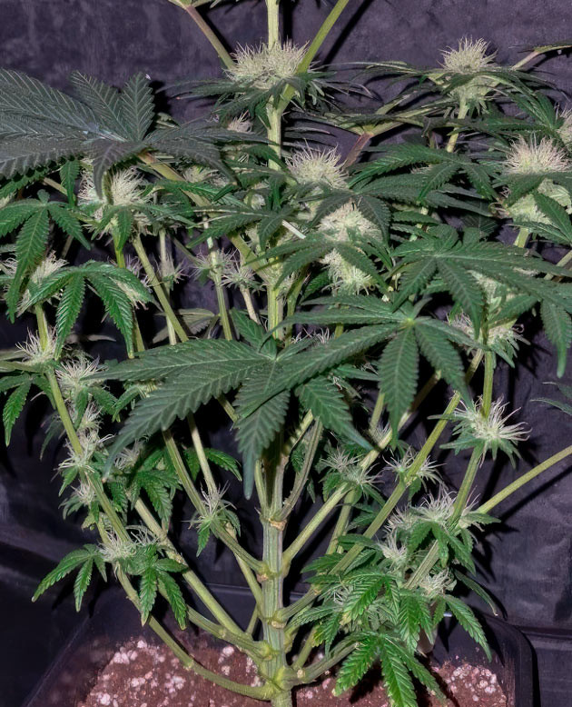 Марихуана ростом 46 см