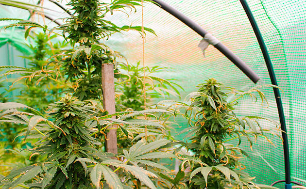 Опыт выращивания конопли Pineapple Chunk