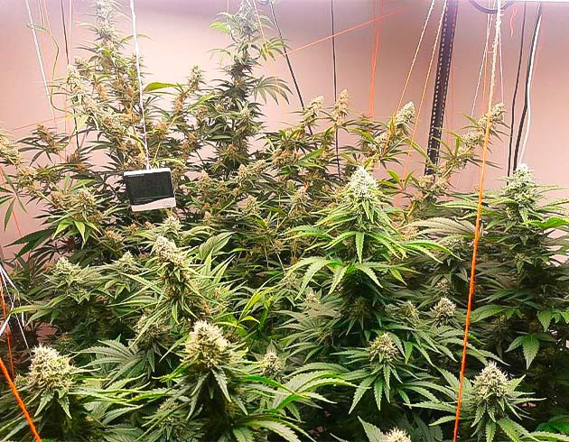 Кусты Persian Pie от GHS на 11-12 неделе выращивания