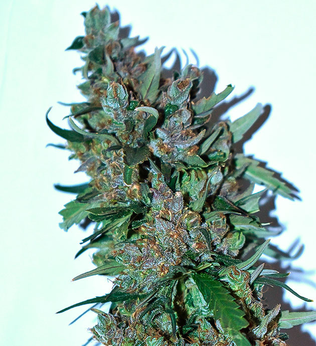 Уменьшил расстояние между лампой и растением