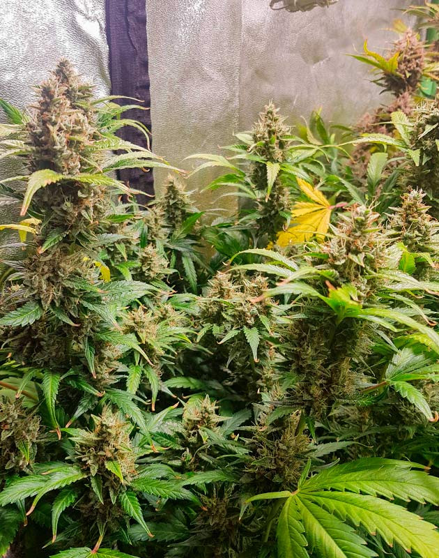 предхарвест кустов Skywalker Haze