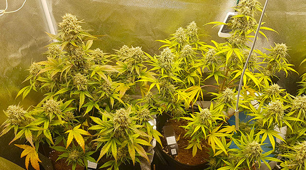 Пожелтевшие листья на кустах марихуаны