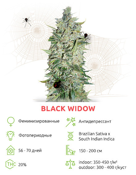 Black Widow