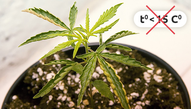 Конопля не растет при температуре ниже 15 градусов