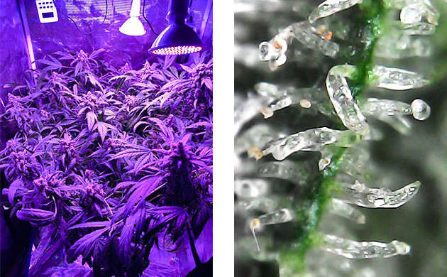 Прозрачные трихомы на шишках