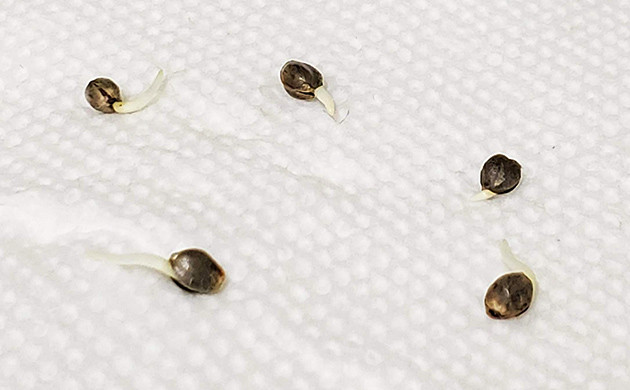 Пророщенные корешки из семян