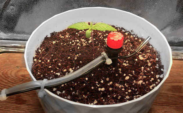 Росток марихуаны Power Plant X fem