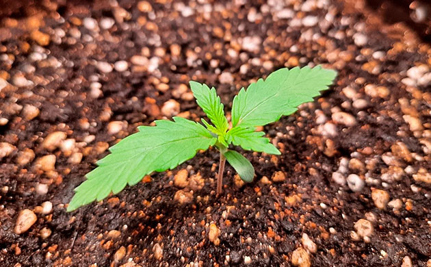 Выращивание Johnny Cage Auto