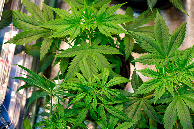 Кусты Runtz Auto от Barney's Farm ростом 25 см