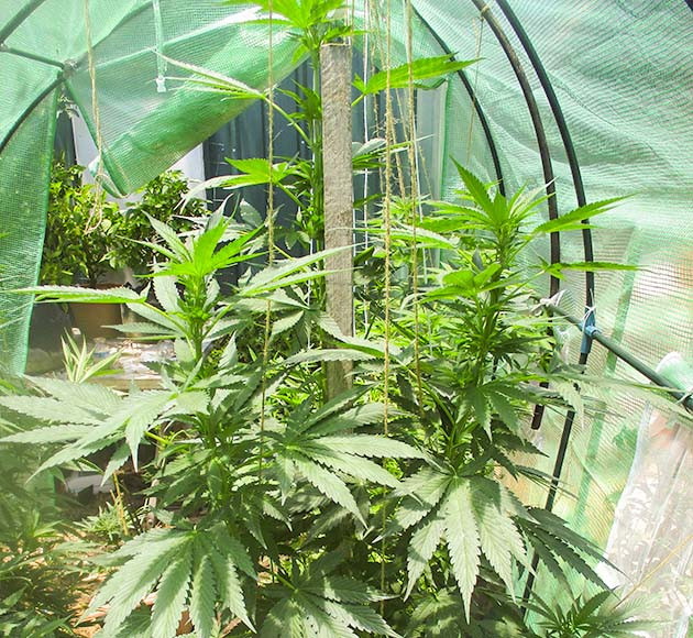 Куст Pineapple Chunk на цветении