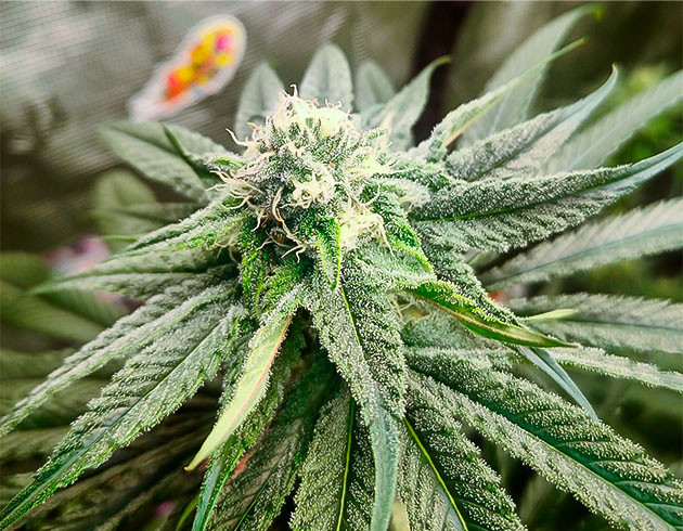 Великолепный аромат Banana Punch