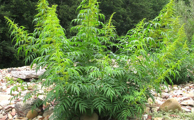 Датиска коноплевая