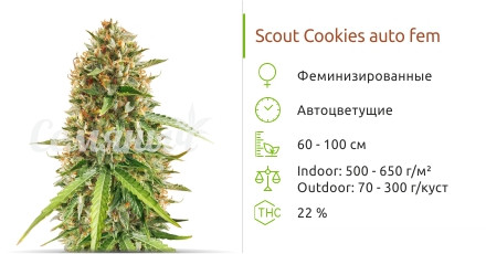 Scout Cookies Auto от сидбанка Семяныч
