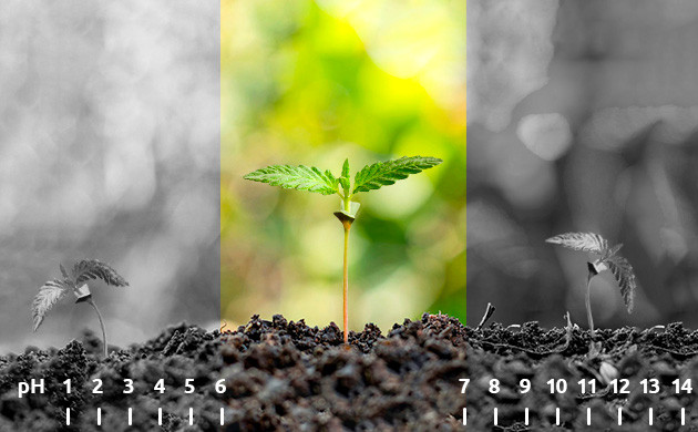 Уровень pH в пределах 6-7